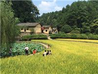 中国出了个毛泽东